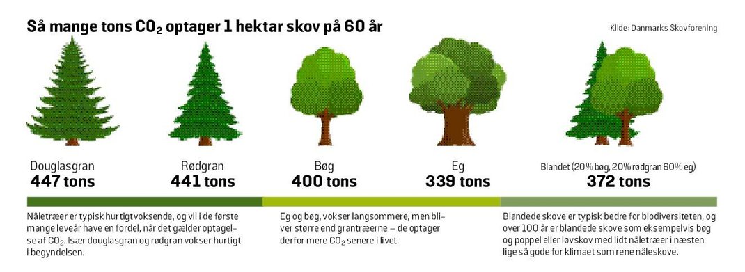 RASK Smykker Danmark - Så mange CO2 optager 1 hektar skov på 60 år
